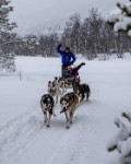 HUNDEKJØRING SMAKEBIT