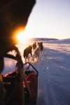 Geilo Husky Halvdagstur
