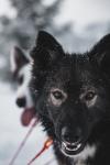 GEILO HUSKY TASTE