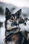 Geilo Husky Extra