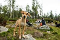 Hound