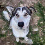 Husky meet and greet