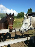 hest