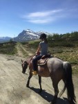 hest