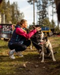 Hundekjøring på hjul