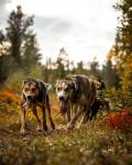 Hundekjøring på hjul