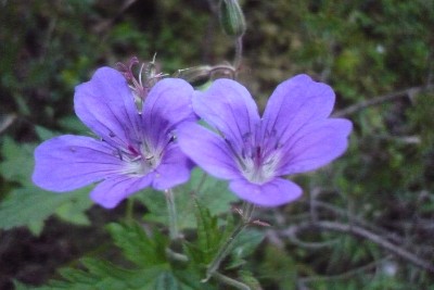 Kurs i spiselige- og medisinskeplanter fra fjellet og naturen