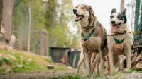 hundekjøring på hjul