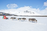 Hundekjøring halv dag