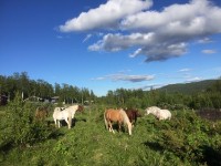 Ride og aktivitetsleir på Haugen Gård