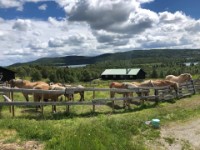 Skogshorn Rideleir