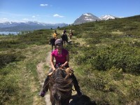Halvdagstur ridning