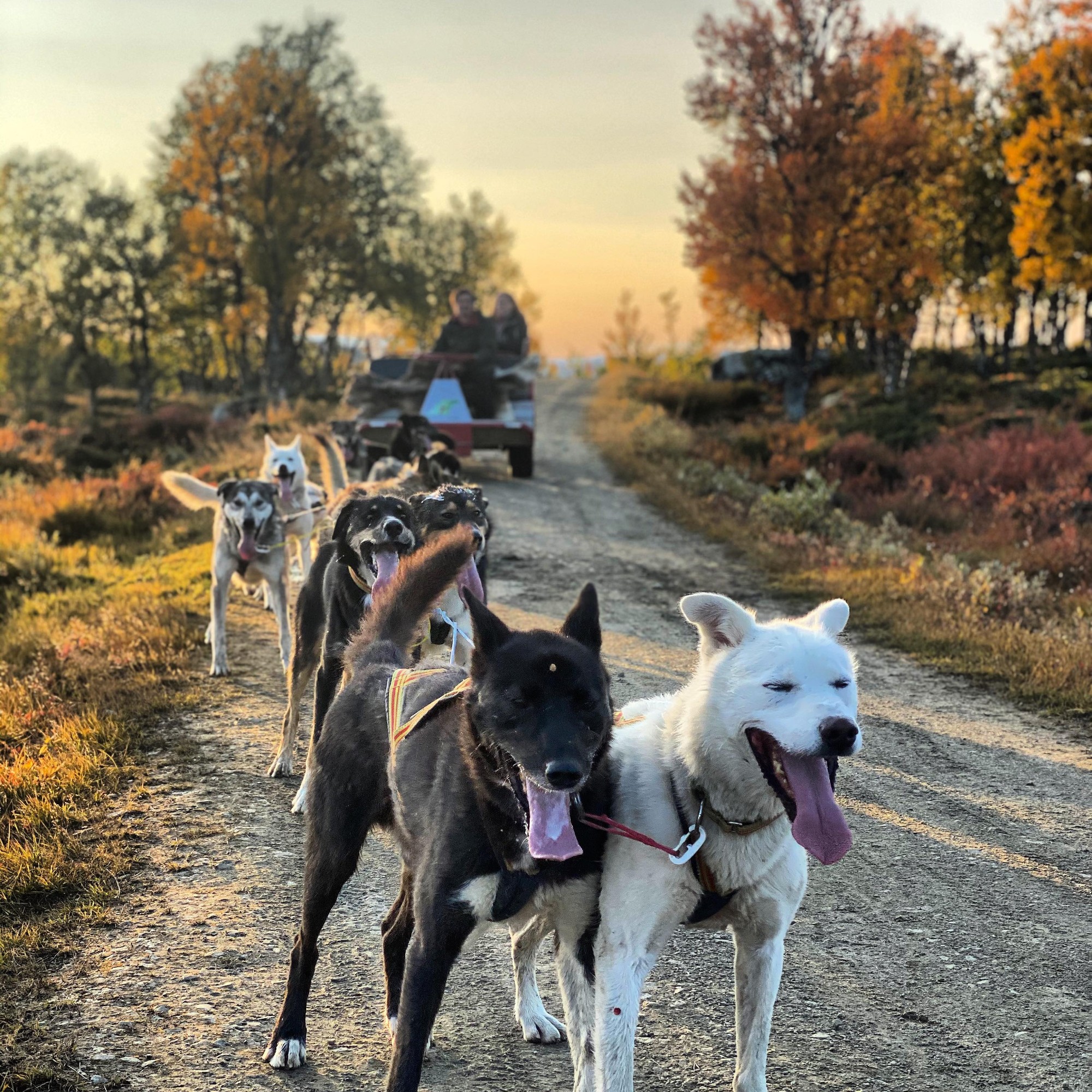 høsttrening