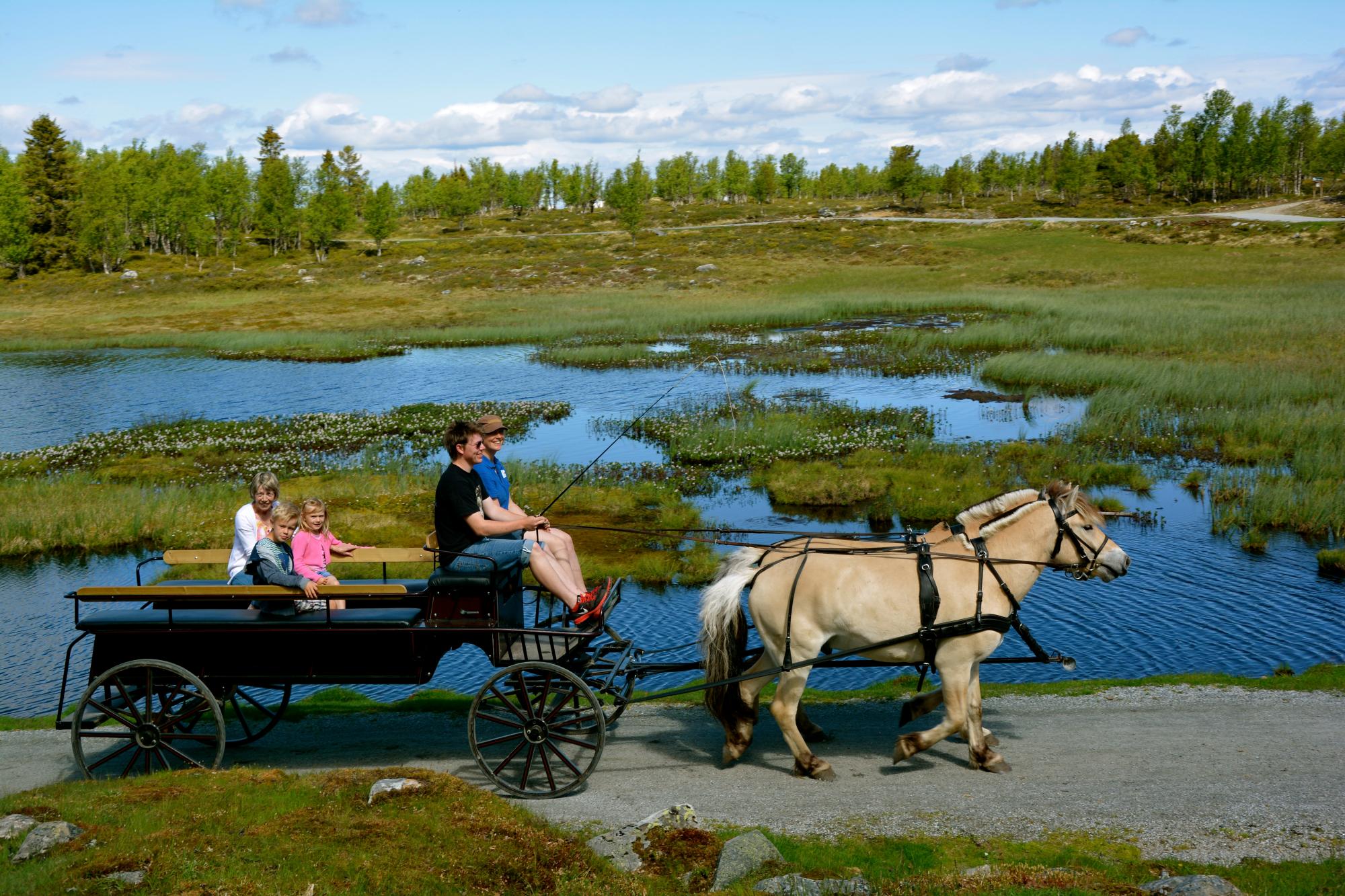Kjøring med hest og vogn på Langedrag Naturpark